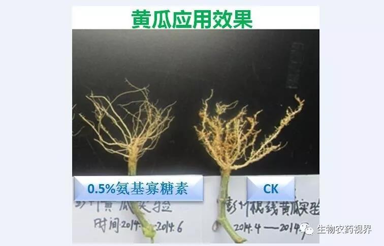 氨基寡糖素 - 植物的免疫衛士,根結線蟲的克星