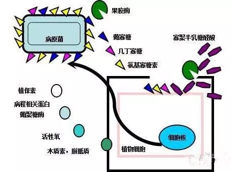氨基寡糖素 - 植物的免疫衛士,根結線蟲的克星